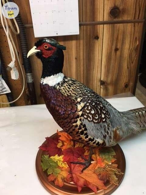 Ring neck pheasant - 2 - 993332-1705100681_0