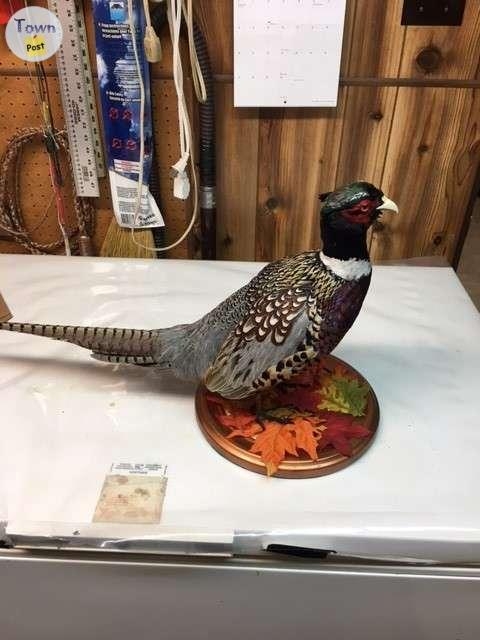 Ring neck pheasant - 4 - 993332-1705100681_2