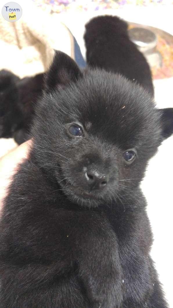 purebred Schipperke puppies for sale - 1 - 994019-1705262894