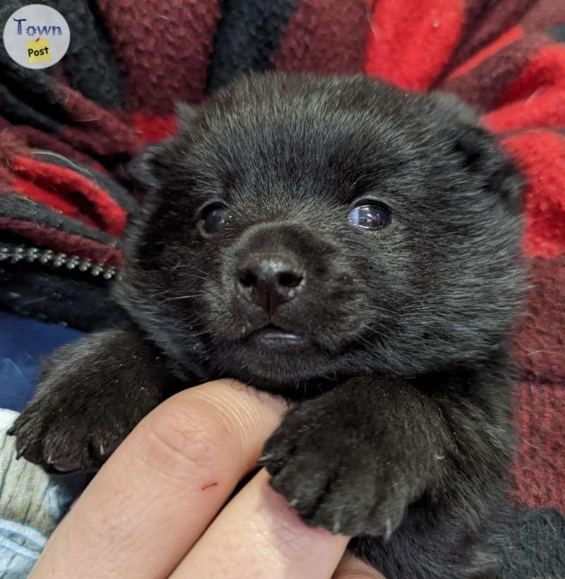 purebred Schipperke puppies for sale - 2 - 994019-1705262894_0