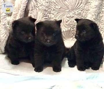 purebred Schipperke puppies for sale - 3 - 994019-1705262894_1