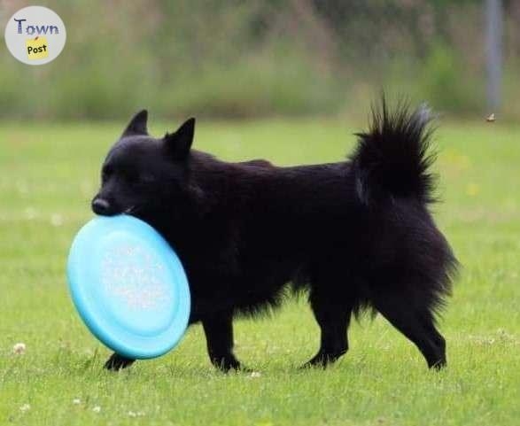 purebred Schipperke puppies for sale - 4 - 994019-1705262894_2