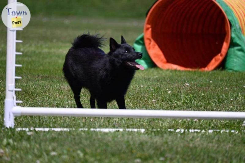 purebred Schipperke puppies for sale - 5 - 994019-1705262894_3