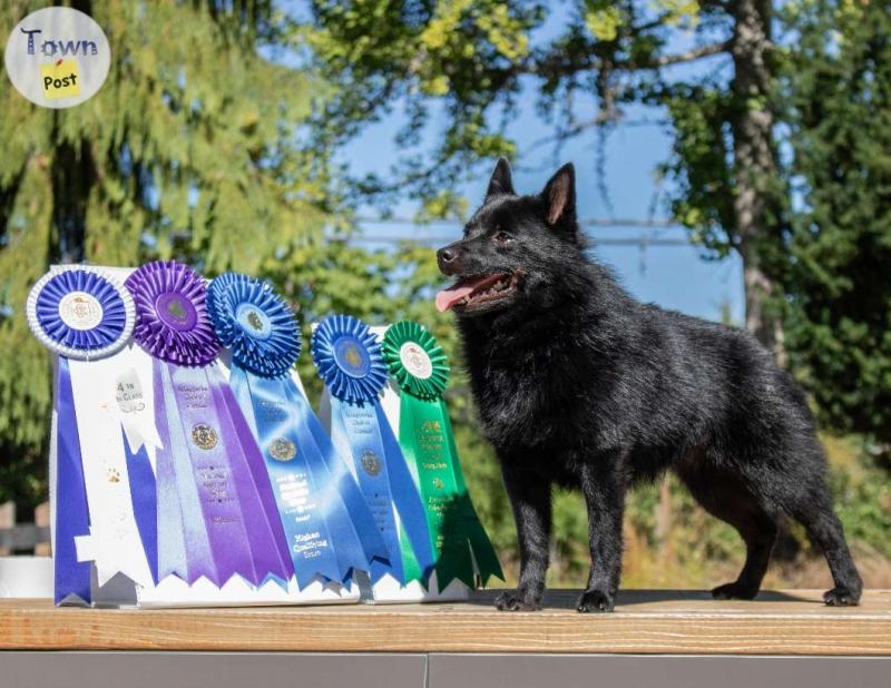 purebred Schipperke puppies for sale - 6 - 994019-1705262894_4