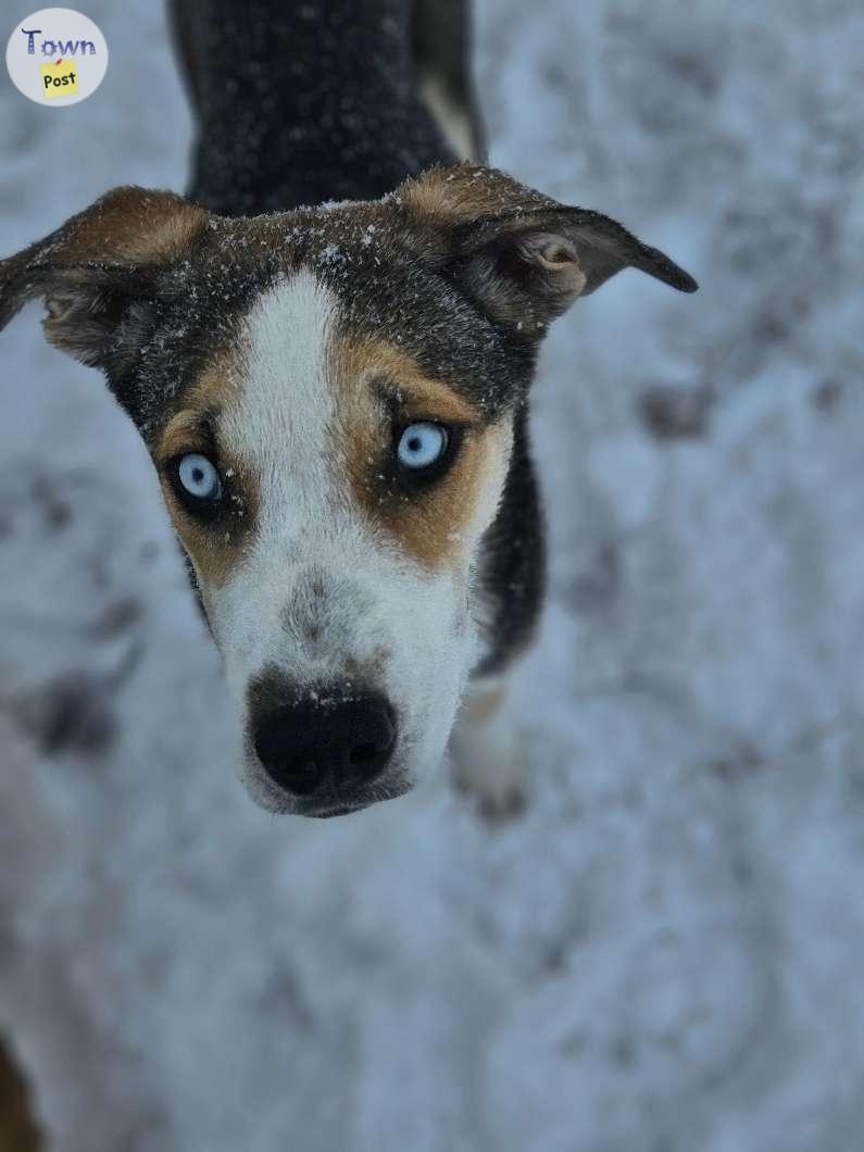 Huskey mastiff puppies - 1 - 995765-1705861642