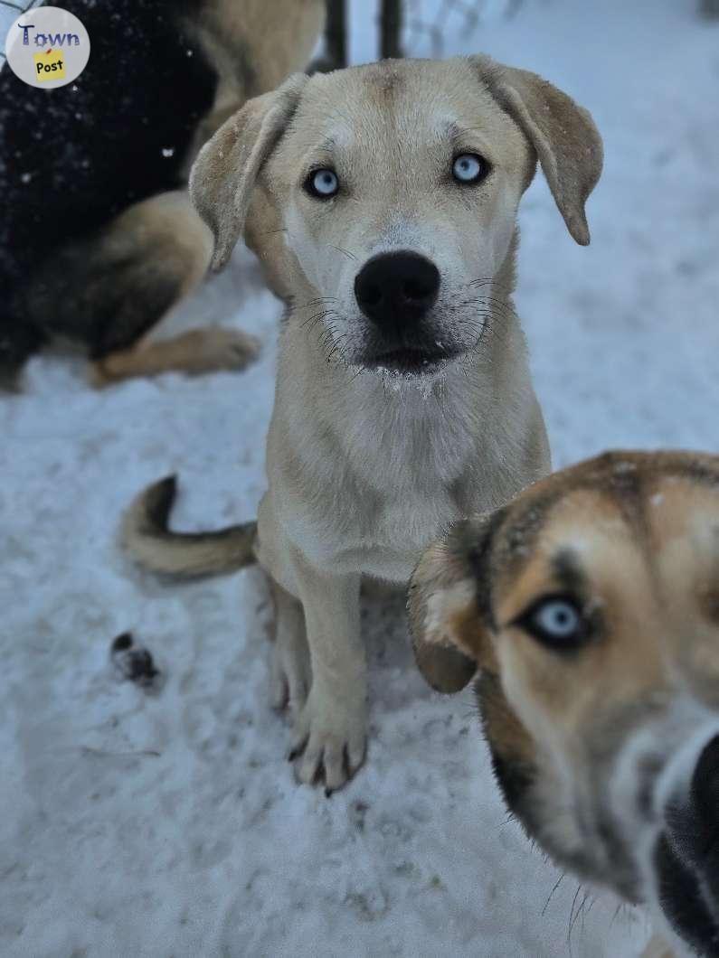 Huskey mastiff puppies - 2 - 995765-1705861642_0