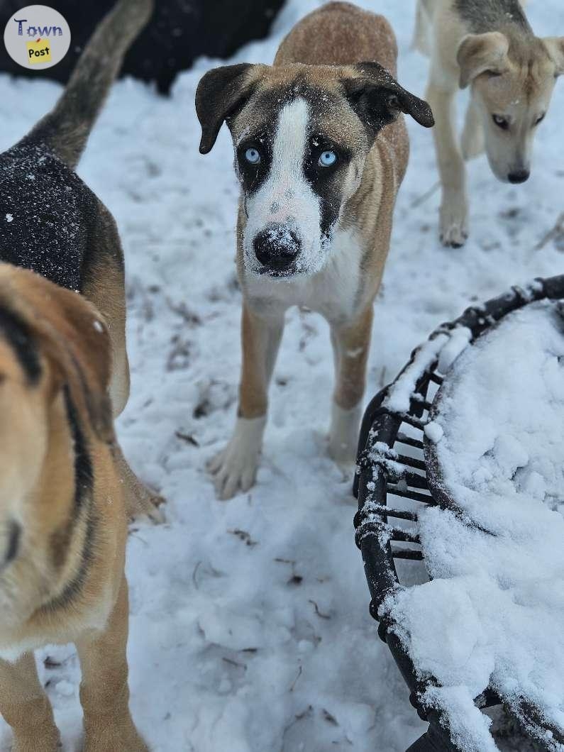 Huskey mastiff puppies - 4 - 995765-1705861642_2