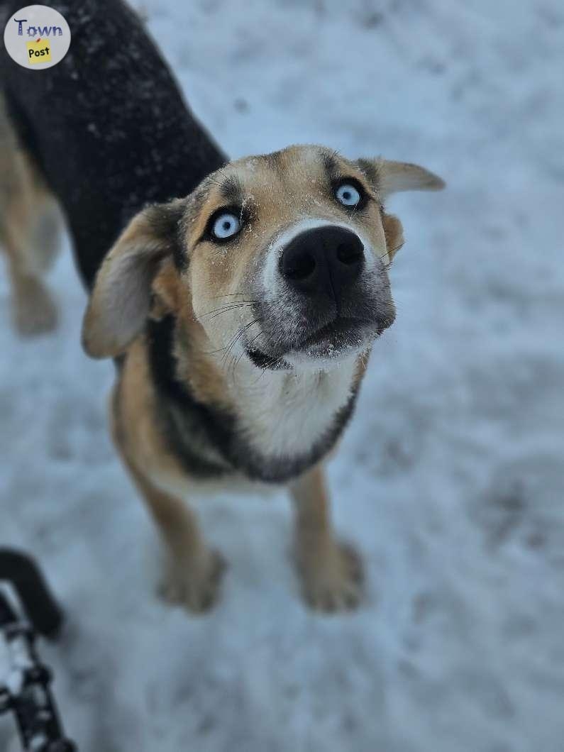 Huskey mastiff puppies - 5 - 995765-1705861642_3