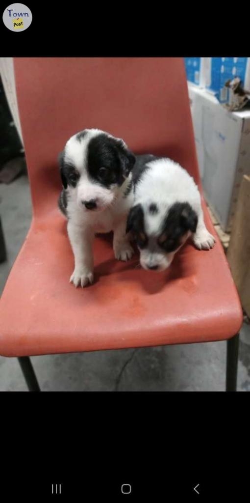 Bordet collie cross puppies for sale - 2 - 997195-1705984119_0