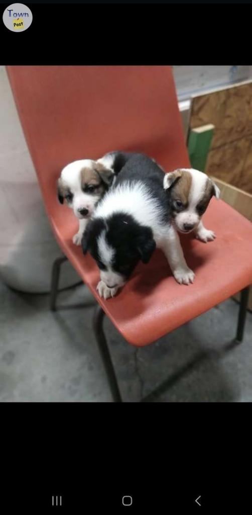 Bordet collie cross puppies for sale - 4 - 997195-1705984119_2