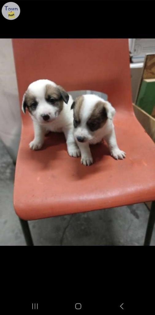 Bordet collie cross puppies for sale - 5 - 997195-1705984119_3