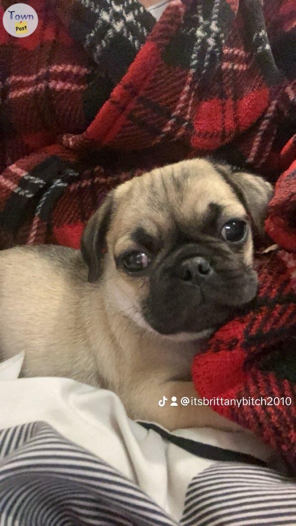 Pug puppy - 1 - 997361-1706034856