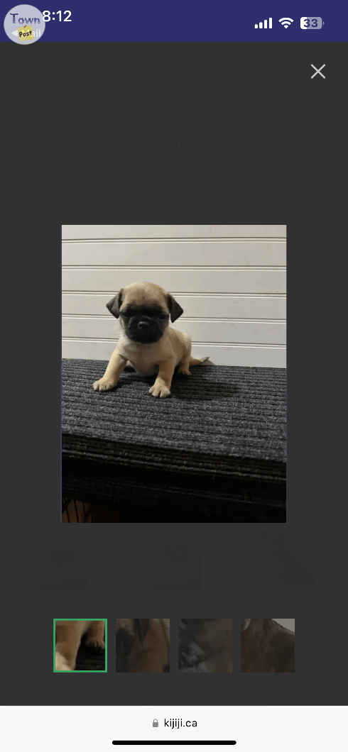 Pug puppy - 2 - 997361-1706034856