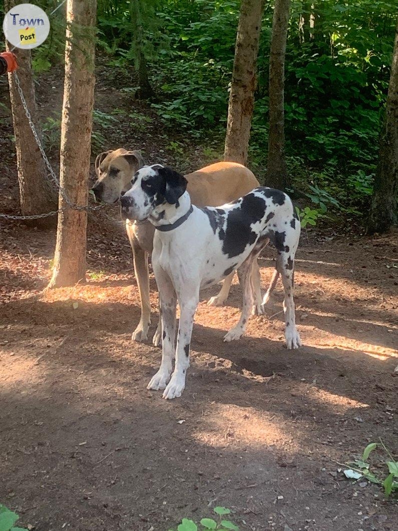 Free Great Danes  - 1 - 998817-1706329562