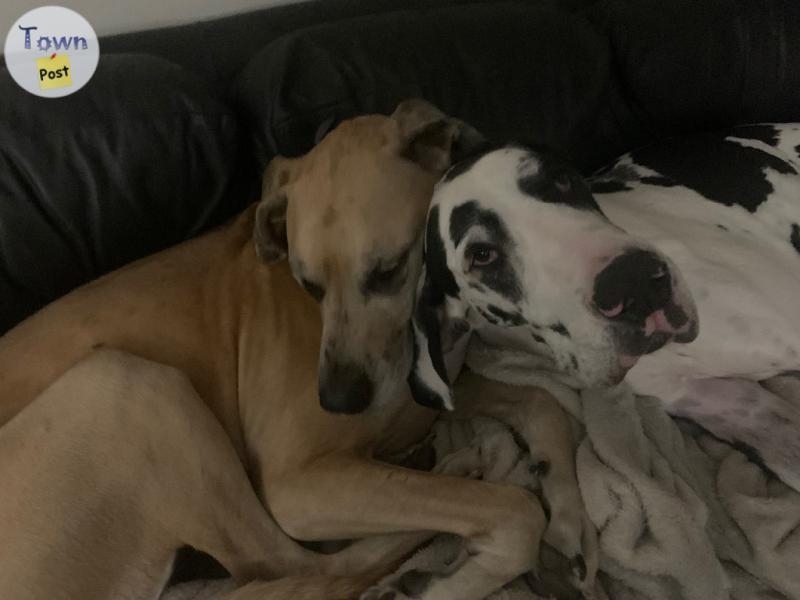 Free Great Danes  - 2 - 998817-1706329562_0