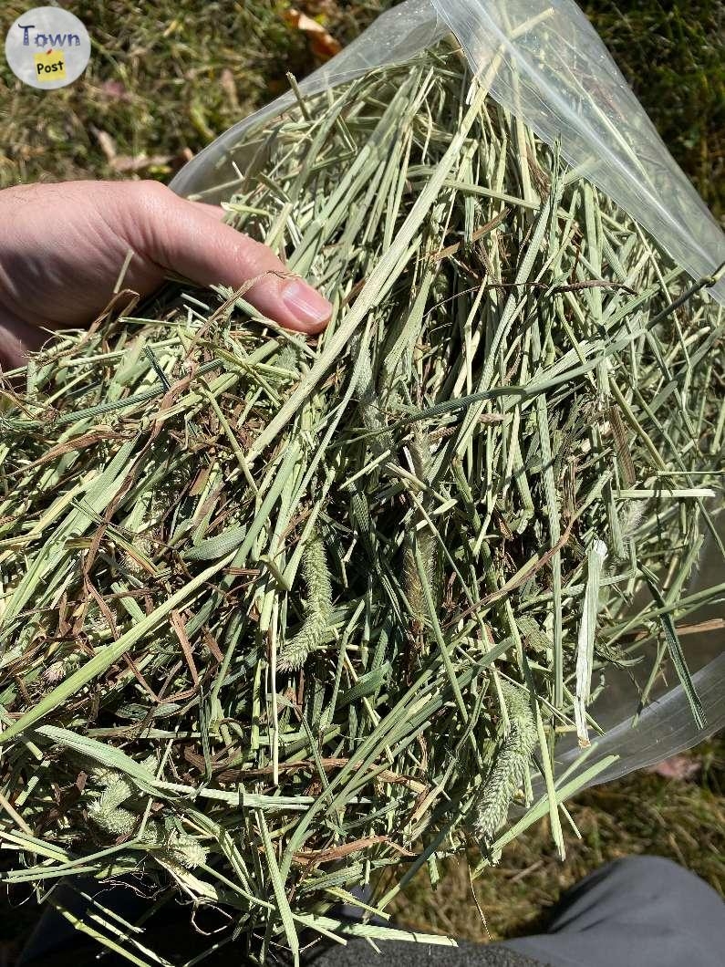 Small Bags of Timothy Hay - 2 - 1000989-1706815175_0