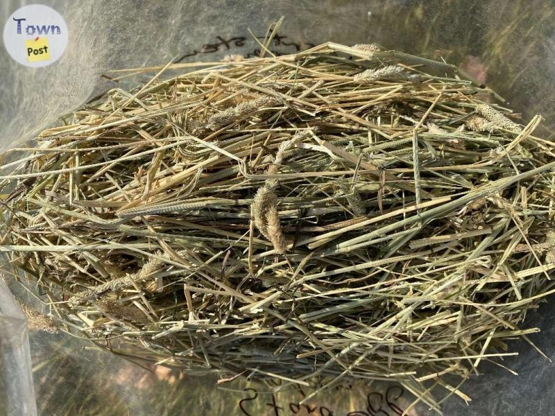 Small Bags of Timothy Hay - 3 - 1000989-1706815175_1