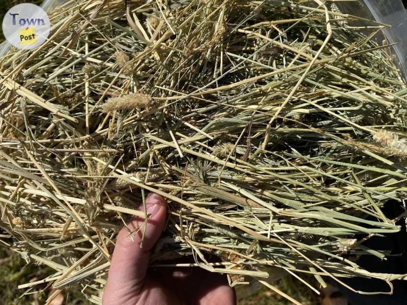 Small Bags of Timothy Hay - 4 - 1000989-1706815175_2