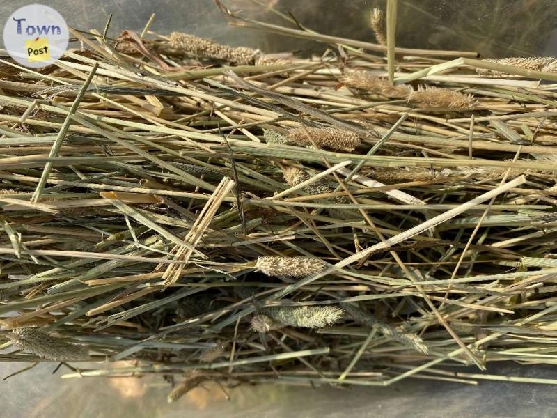 Small Bags of Timothy Hay - 5 - 1000989-1706815175_3