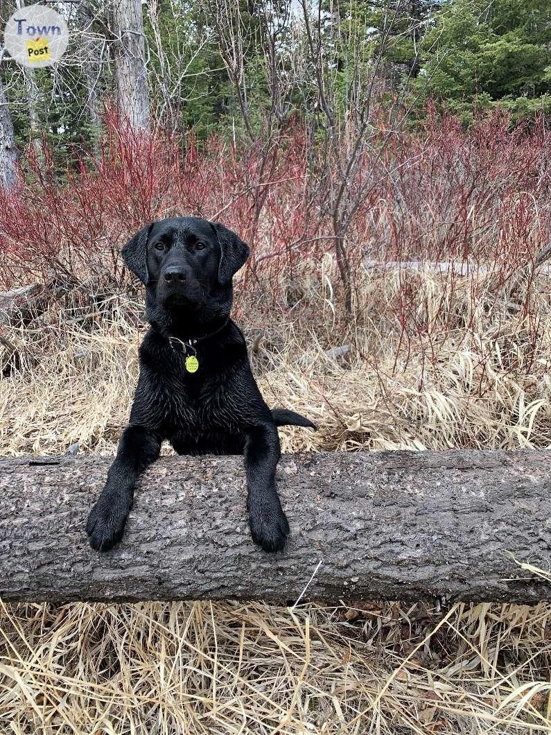 CKC Black Lab Stud - 3 - 1002198-1707071029_1