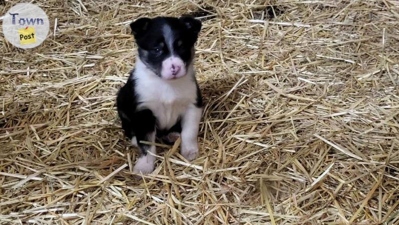 Purebred border collie puppies  - 2 - 1002641-1707156186_0