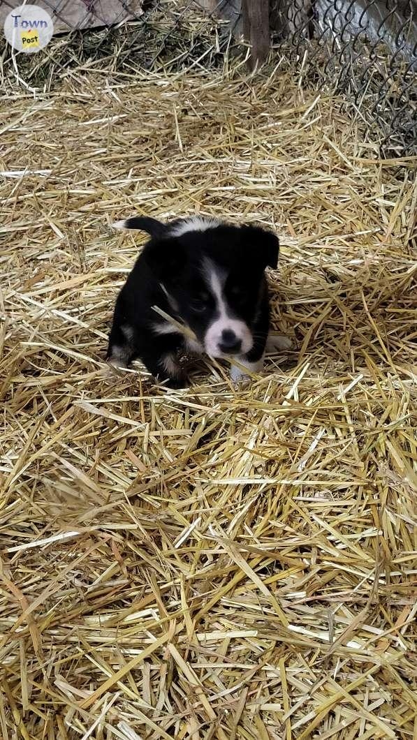 Purebred border collie puppies  - 3 - 1002641-1707156186_1