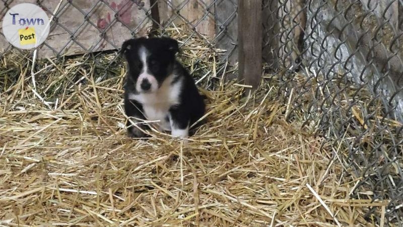 Purebred border collie puppies  - 4 - 1002641-1707156186_2