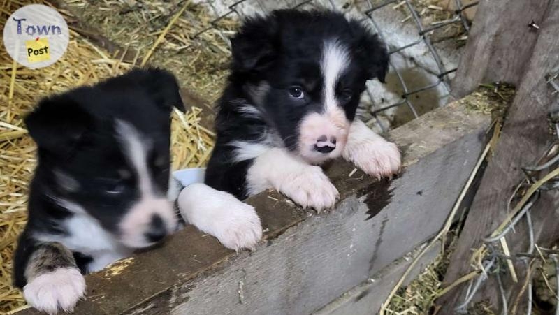 Purebred border collie puppies  - 5 - 1002641-1707156186_3