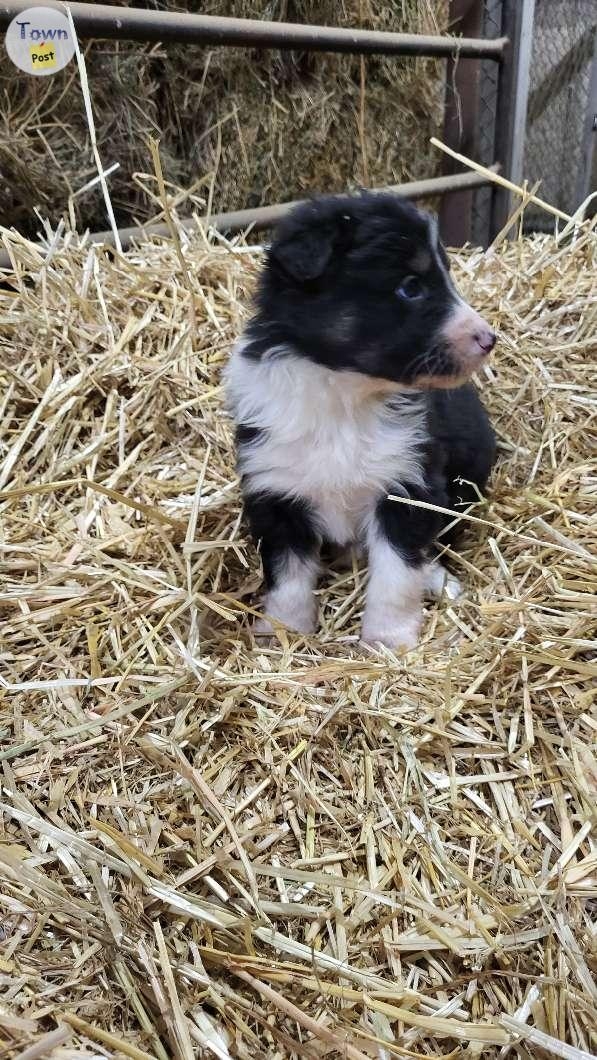 Purebred border collie puppies  - 6 - 1002641-1707156186_4