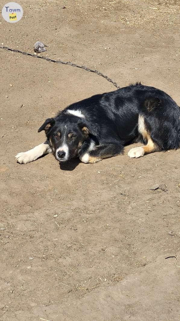 Purebred border collie puppies  - 7 - 1002641-1707156186_5