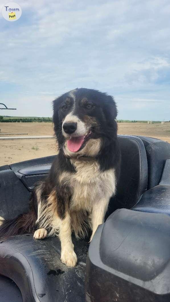 Purebred border collie puppies  - 8 - 1002641-1707156186_6