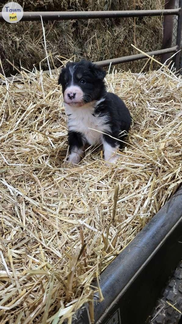 Purebred border collie puppies  - 9 - 1002641-1707156186_7