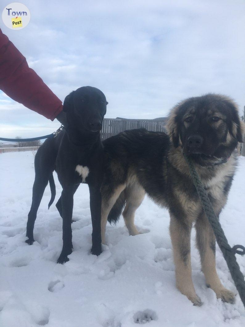 Lurcher (Greyhound/ Malinois/ Caucasian Shepherd/ Irish Wolfhound) Puppies for Sale - 7 - 1003202-1708375052