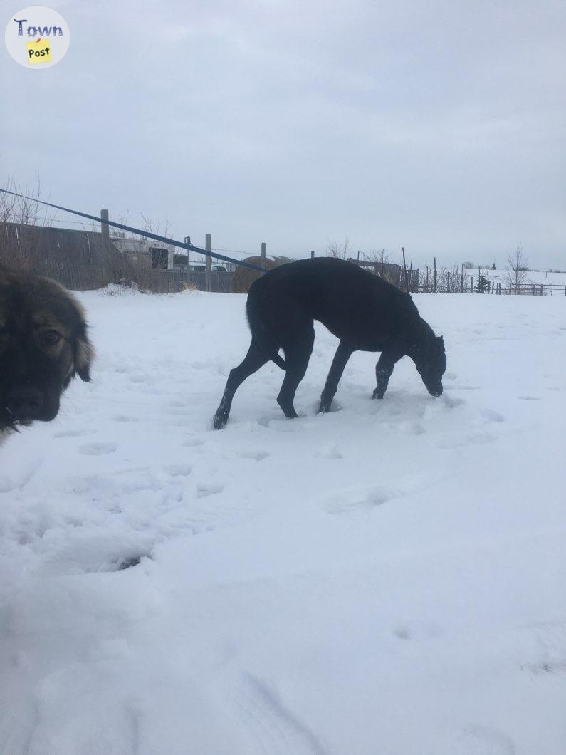 Lurcher (Greyhound/ Malinois/ Caucasian Shepherd/ Irish Wolfhound) Puppies for Sale - 26 - 1003202-1708375052_5