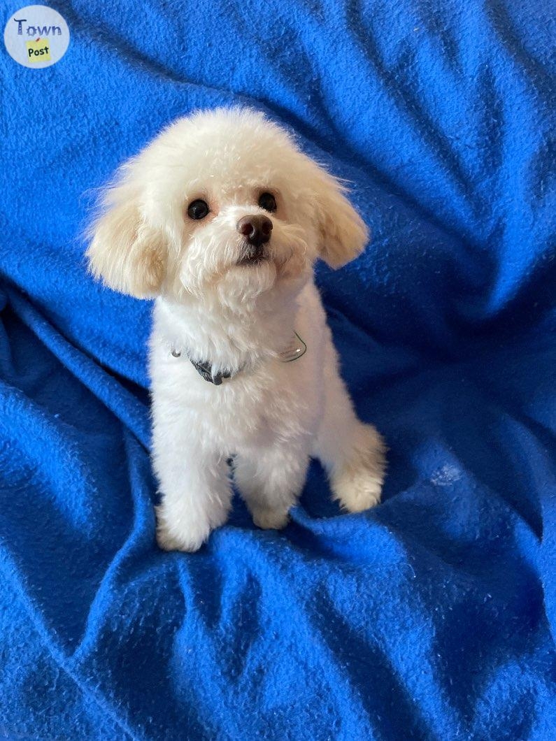 Toy poodle studmuffin for service NOT sale  - 3 - 1004247-1707517419_1