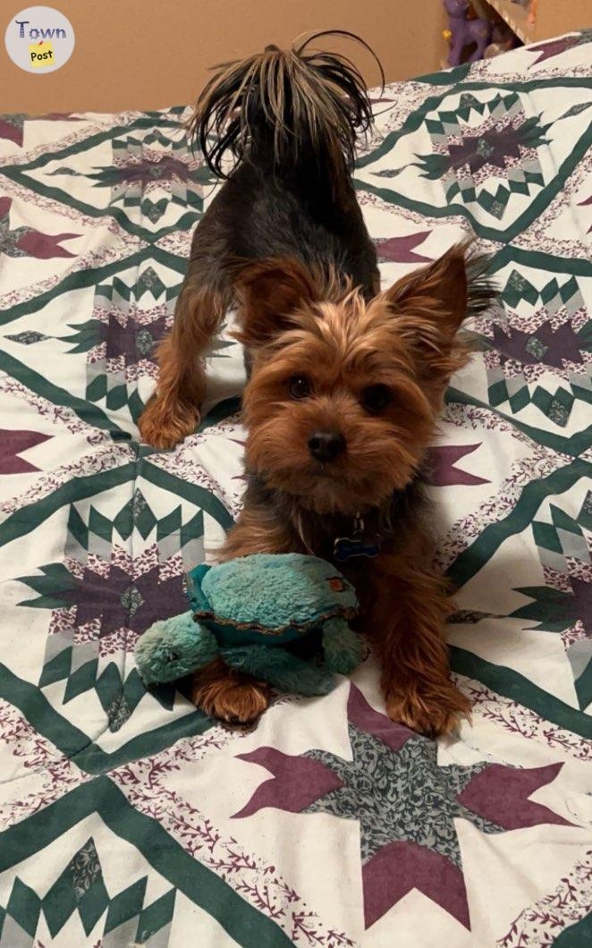 11lb yorkie stud - 3 - 1004435-1707578636_1