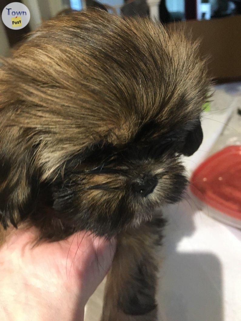 Amazing Shih Tzu puppies  - 6 - 1004465-1707584225_4