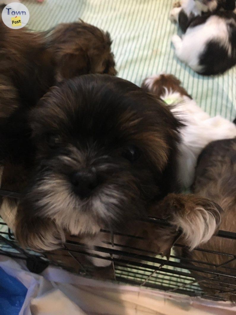 Amazing Shih Tzu puppies  - 7 - 1004465-1707584225_5