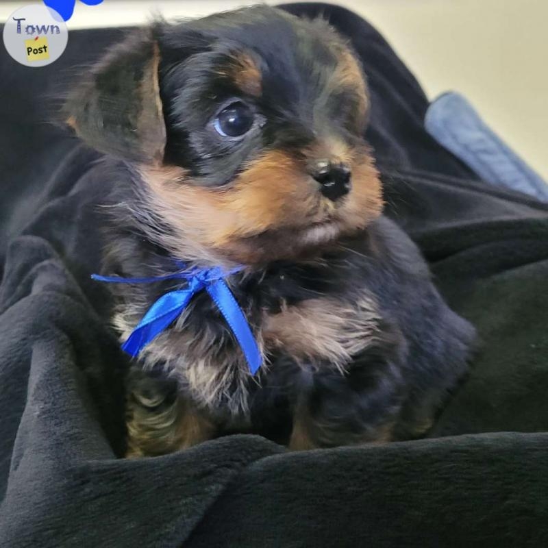 Yorkshire Terrier - 1 - 1006018-1707956705