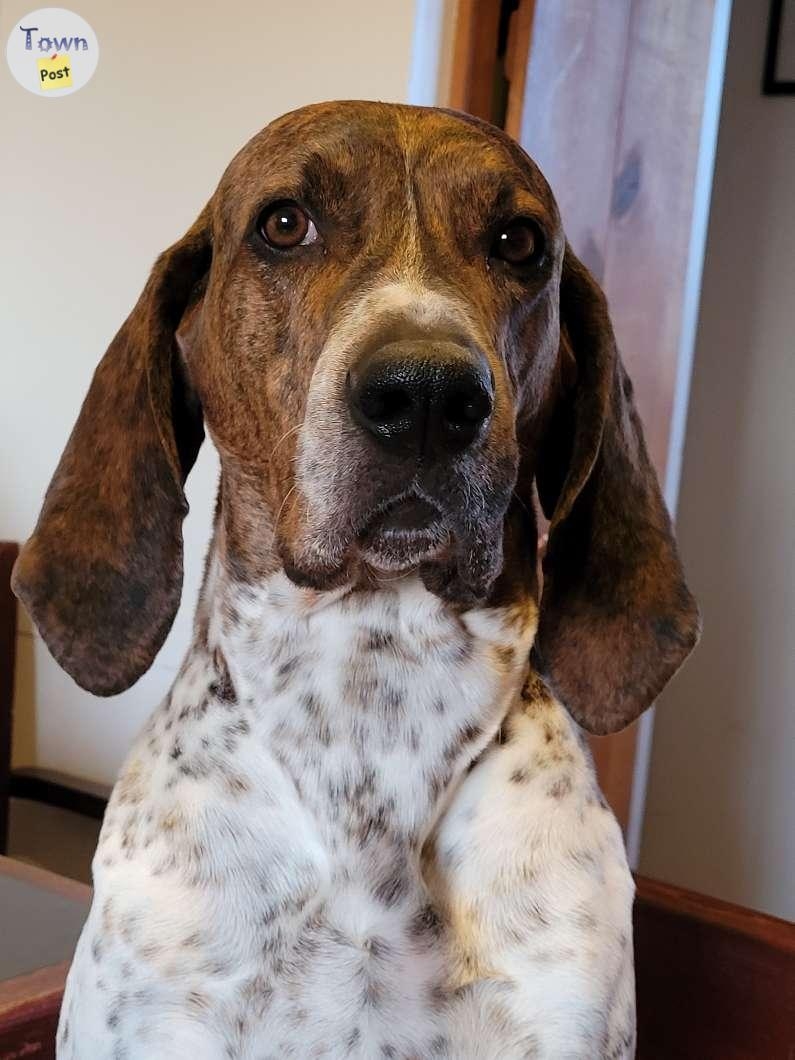 Coonhound stud - 1 - 1007422-1708297950