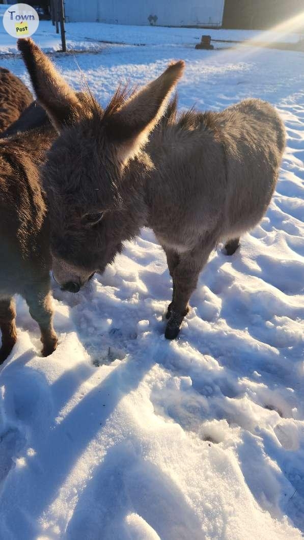 Male Mini Donkey - 1 - 1007550-1708314178