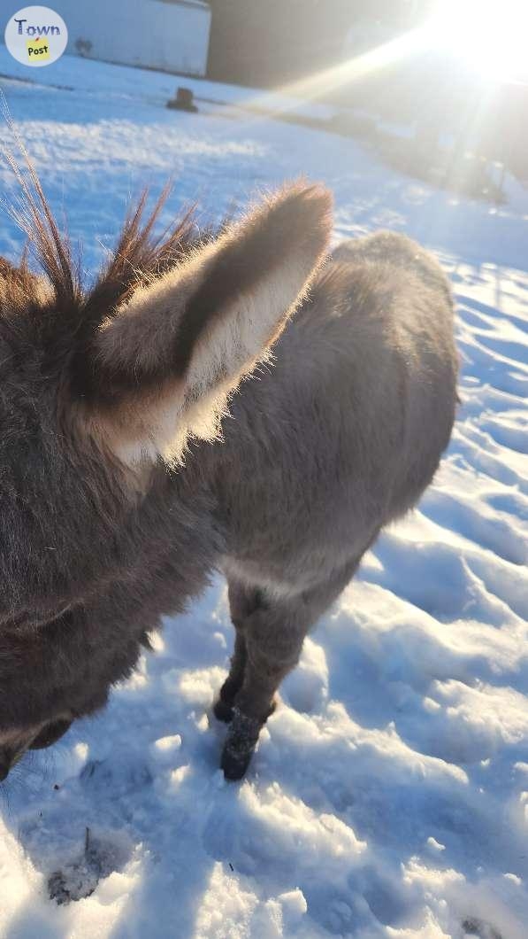 Male Mini Donkey - 2 - 1007550-1708314178_0