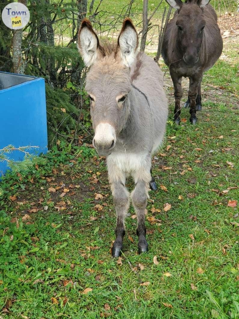 Male Mini Donkey - 5 - 1007550-1708314178_3