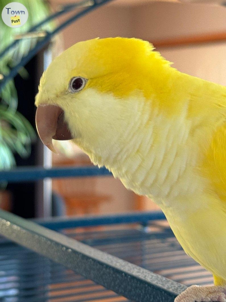 Lutino Quaker Parrot for sale  - 2 - 1010656-1708635855_0