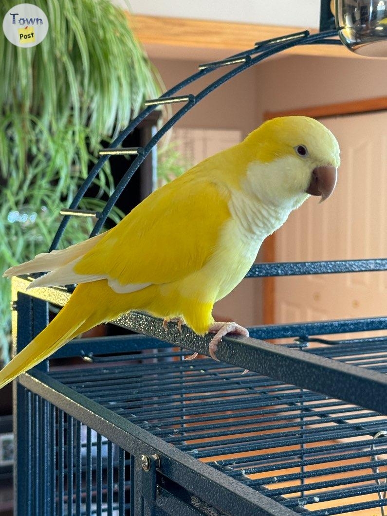 Lutino Quaker Parrot for sale  - 3 - 1010656-1708635855_1