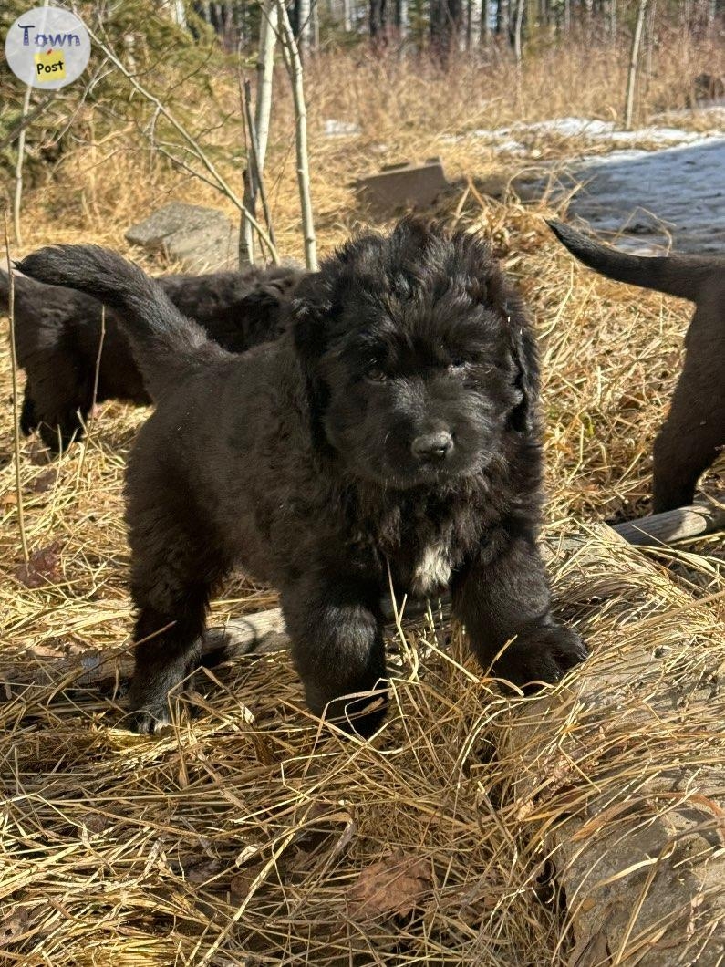 Newfie X puppies!  - 1 - 1011613-1708841699