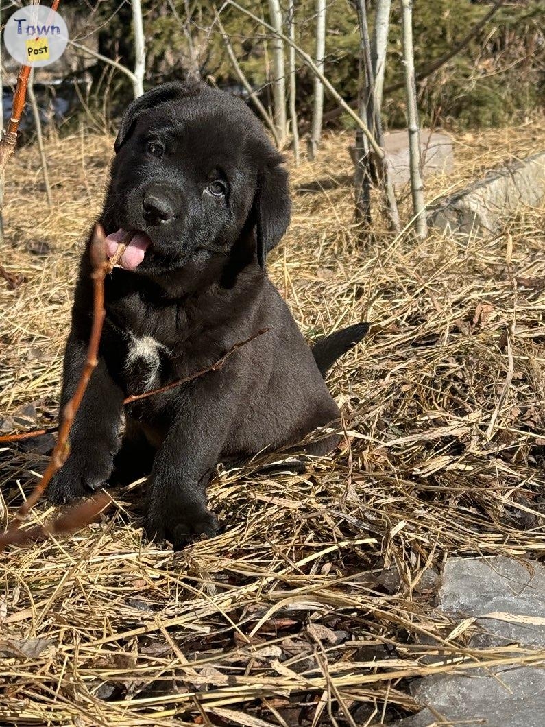 Newfie X puppies!  - 2 - 1011613-1708841699_0