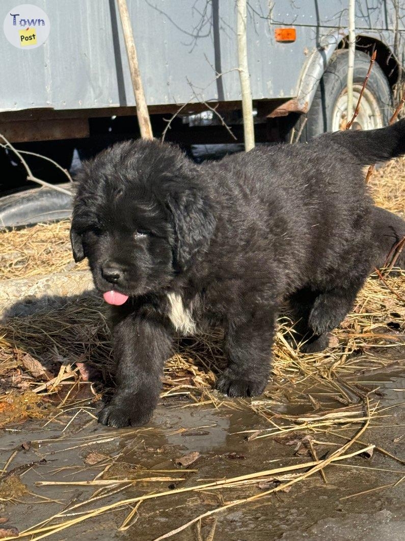 Newfie X puppies!  - 3 - 1011613-1708841699_1