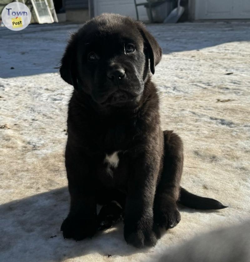 Newfie X puppies!  - 4 - 1011613-1708841699_2