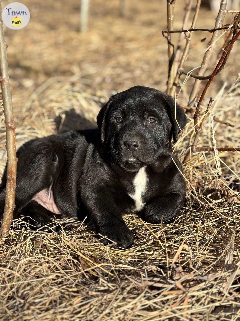 Newfie X puppies!  - 5 - 1011613-1708841699_3